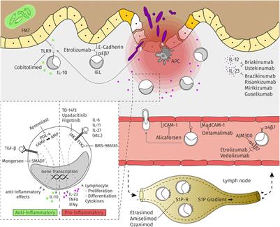 An Update for Pharmacologists on New Treatment Options for Inflammatory Bowel Disease: The Clinicians’ Perspective